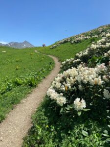 цветение рододендрона в горах